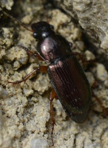 Harpalus affinis